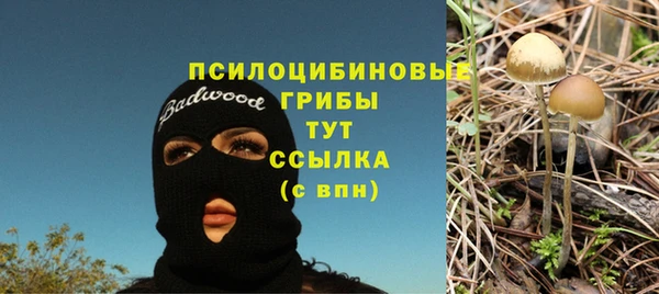 прущие грибы Переславль-Залесский